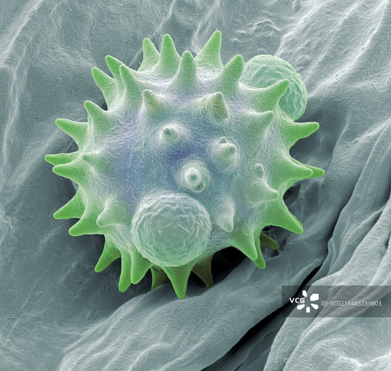 盾叶鬼伞花粉（扫描电镜图）图片素材