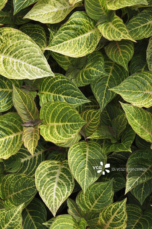 亮橙色红草图片素材