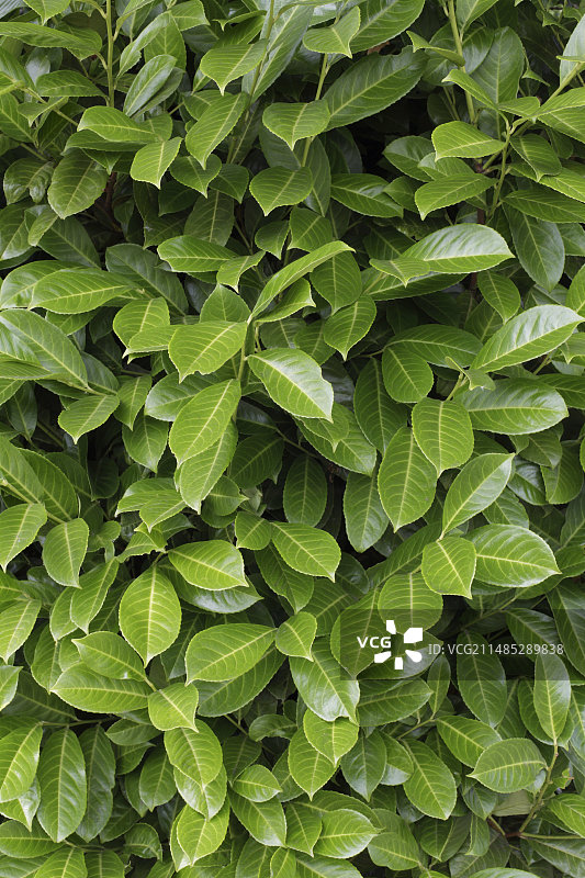 月桂叶樱桃图片素材