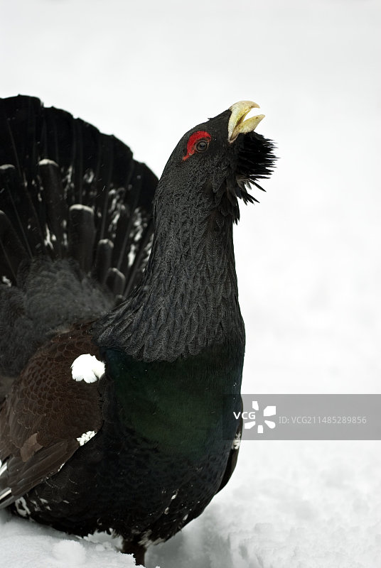 正在炫耀的雄松鸡图片素材