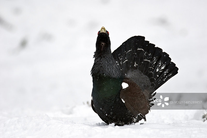 正在炫耀的雄松鸡图片素材