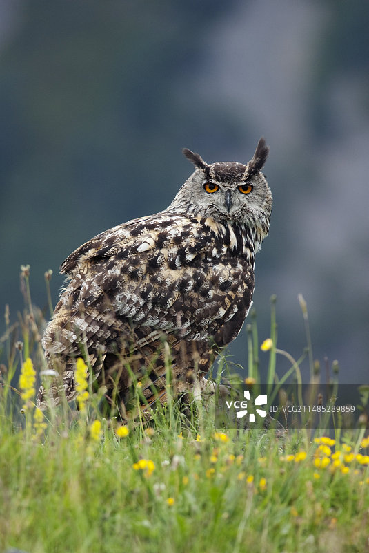 草地中的欧洲雕鸮图片素材