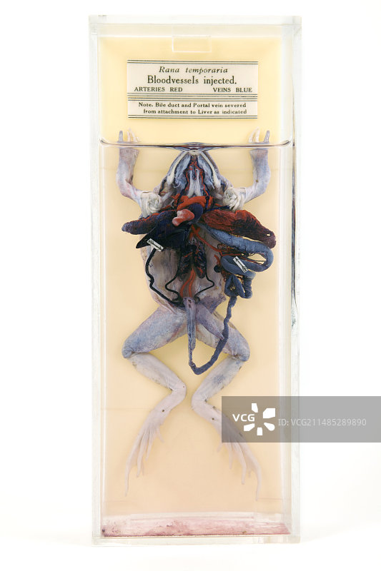 解剖的青蛙图片素材