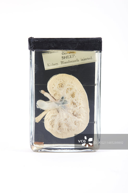 腌制羊肾图片素材