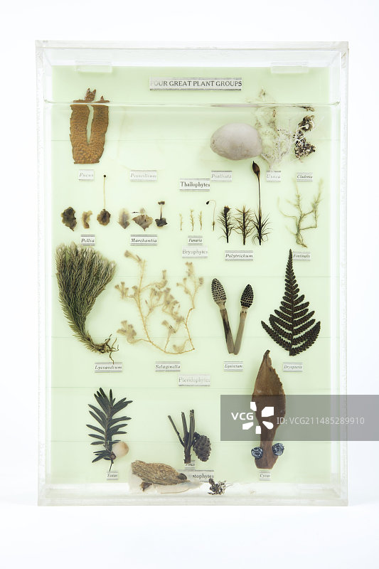 植物群样本艺术作品图片素材