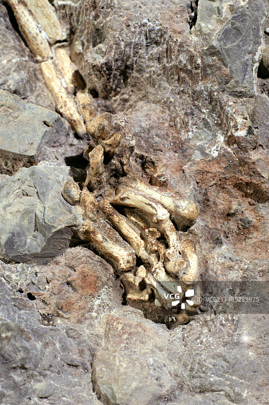 南方古猿人科动物遗骸图片素材