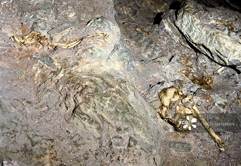 南方古猿人科动物遗骸图片素材