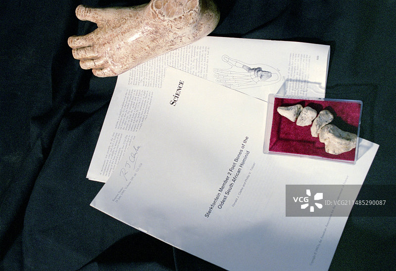 史前人科动物骨骼化石图片素材