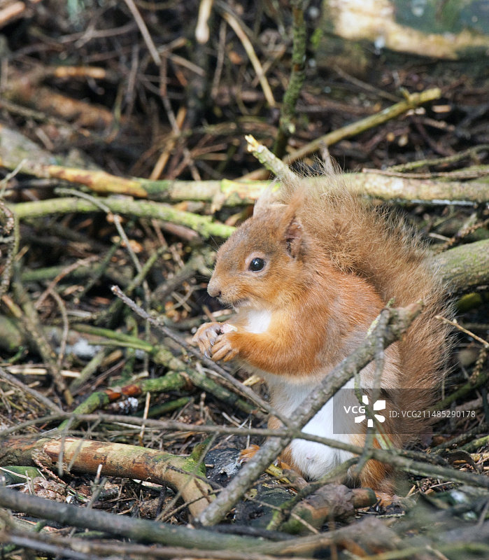 苏格兰红松鼠图片素材