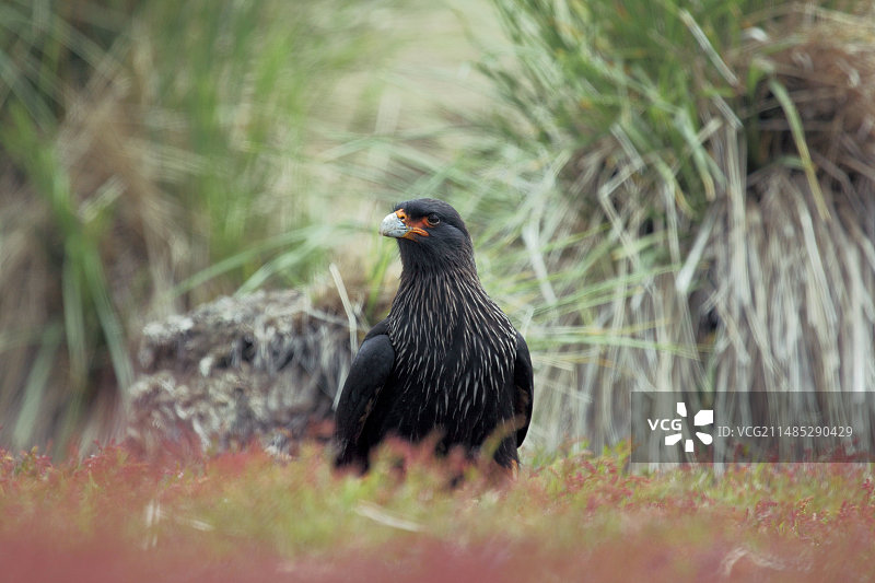 纹腹隼图片素材