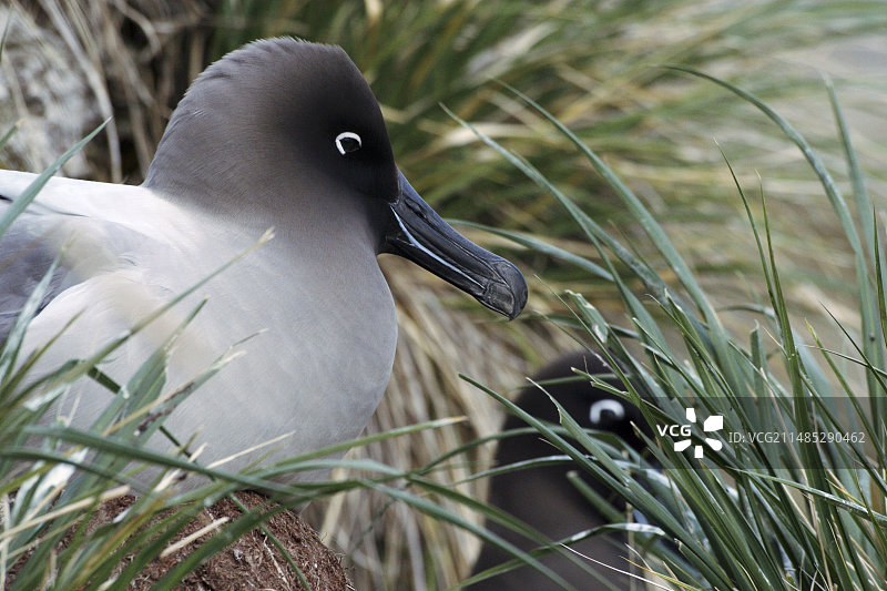 灰背信天翁筑巢图片素材