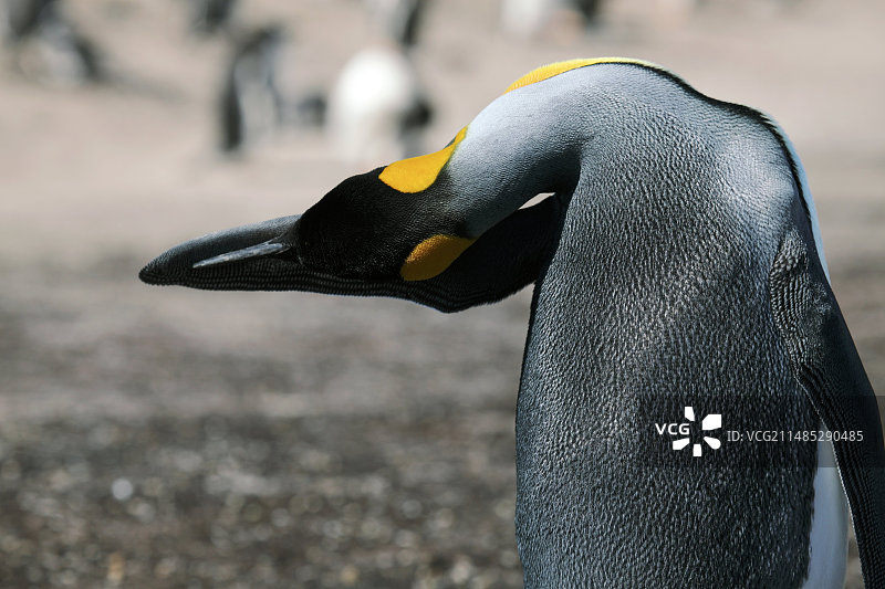 帝企鹅梳理羽毛图片素材