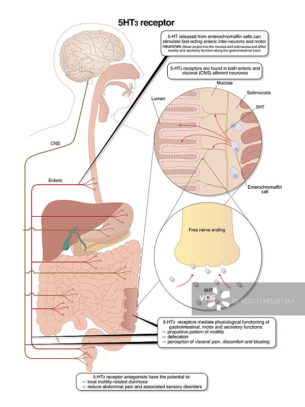 血清素在消化系统中的作用图片素材