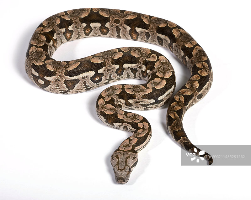 杜梅里尔蟒图片素材