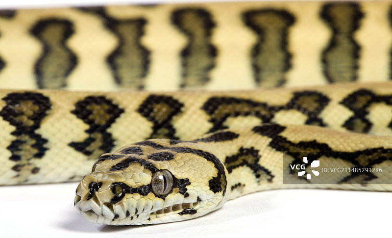 美洲虎地毯蟒蛇图片素材