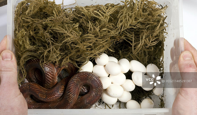 玉米蛇和蛇蛋图片素材