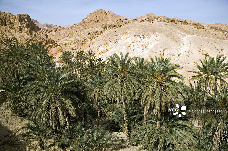 突尼斯舍比卡绿洲图片素材