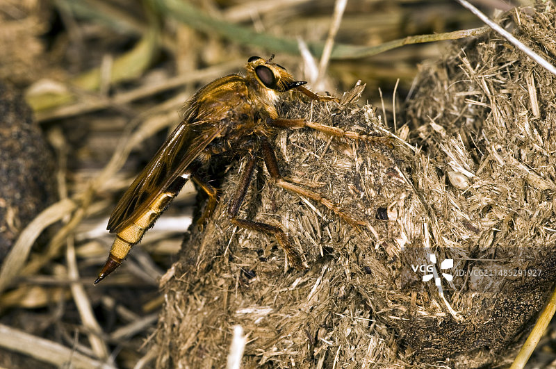胡蜂掠食虻图片素材