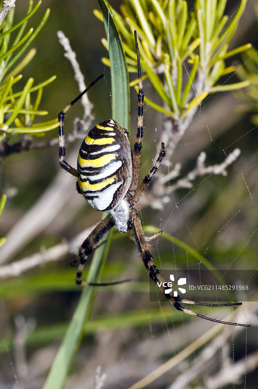 胡蜂蜘蛛图片素材