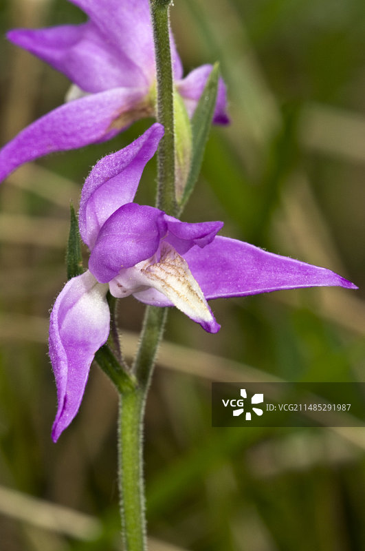 红花柱兰图片素材
