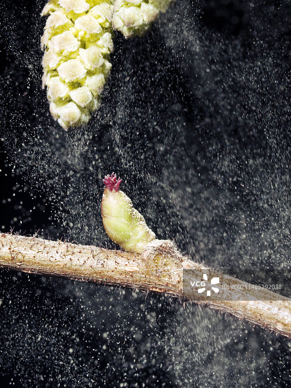 风媒传粉图片素材