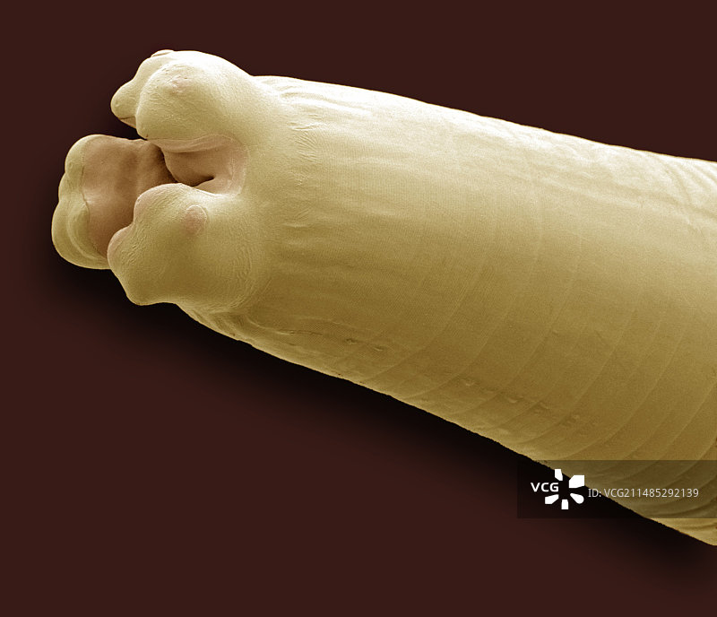 线虫扫描电镜图图片素材