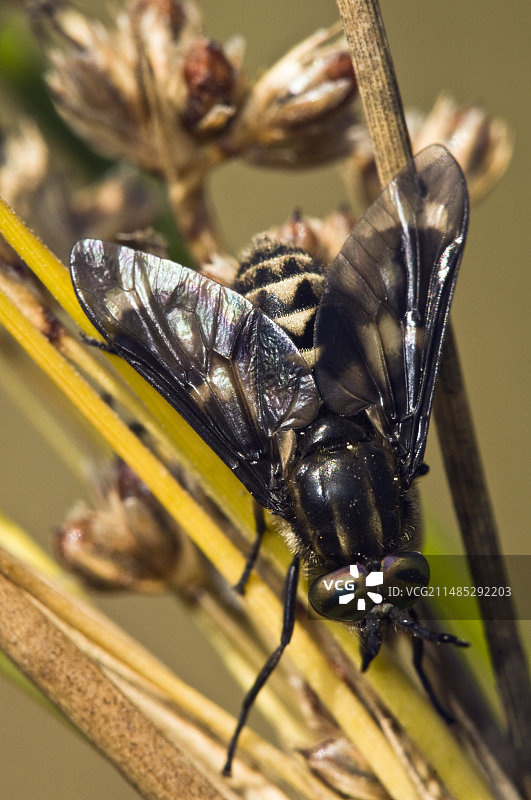双瓣鹿图片素材