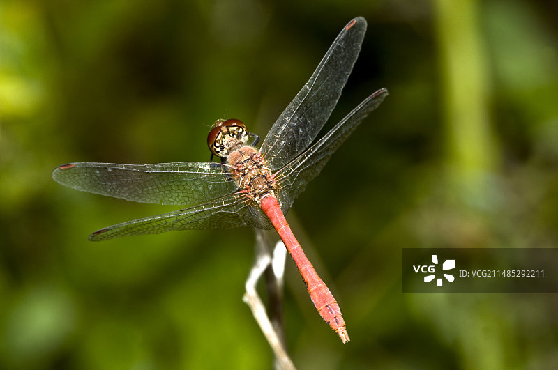 猩红色蜻蜓图片素材