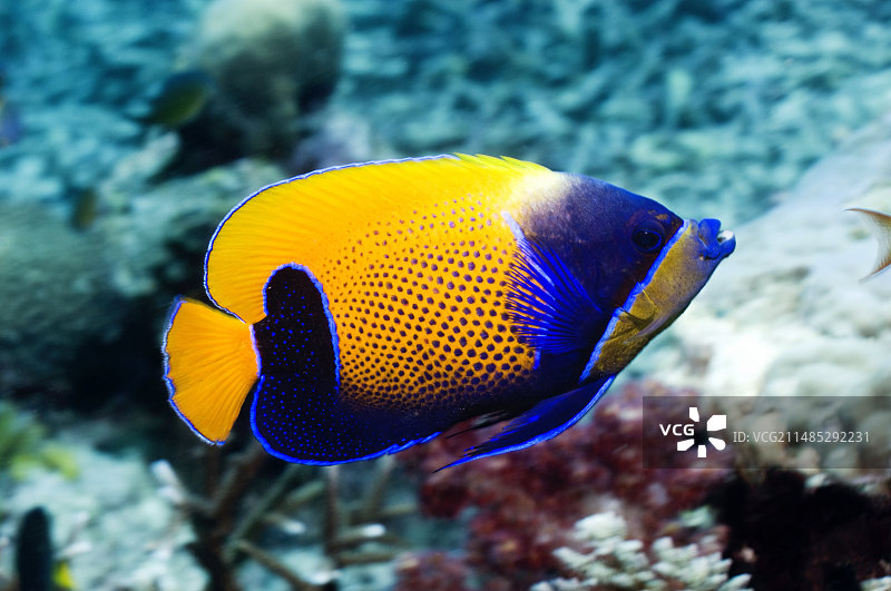 蓝带神仙鱼图片素材