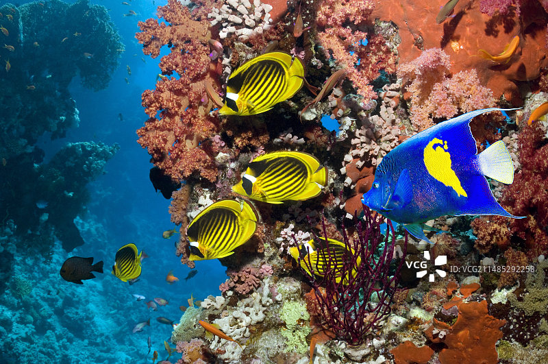 热带珊瑚礁鱼类图片素材