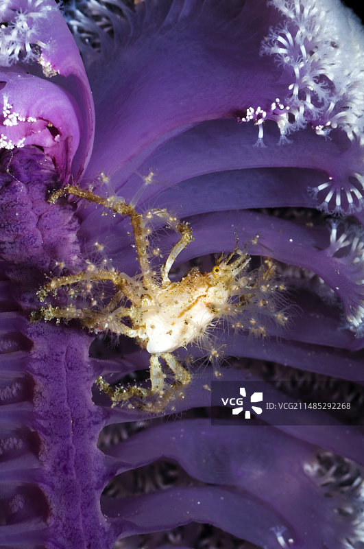 海笔上的水螅蟹图片素材