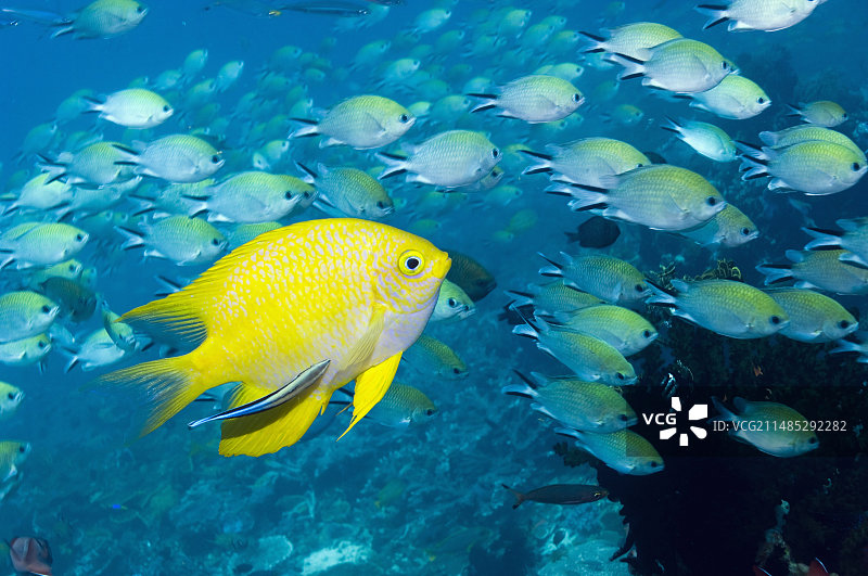 热带珊瑚礁鱼类图片素材