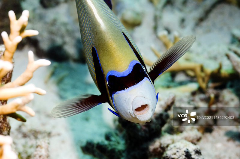 帝王神仙鱼图片素材