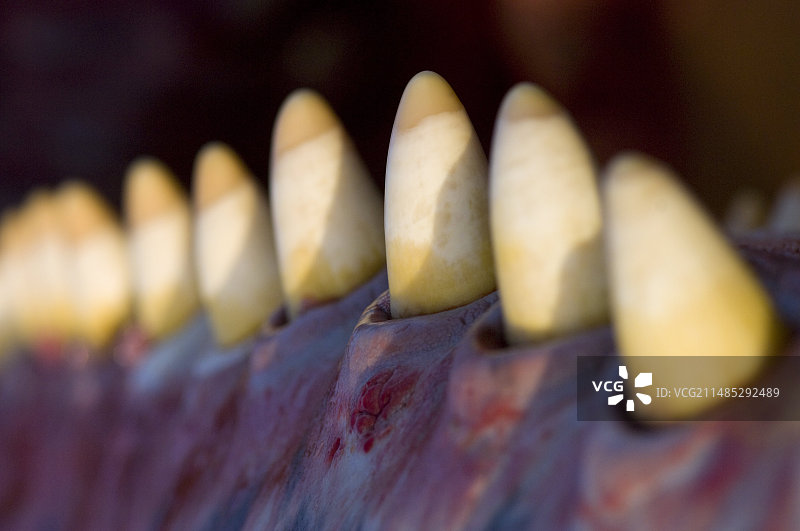 抹香鲸牙齿图片素材