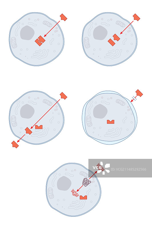 抗生素耐药性的机制图片素材