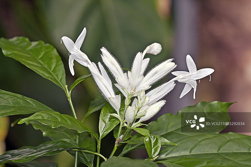 惠特菲尔德花图片素材