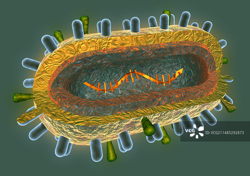 流感病毒结构艺术图图片素材