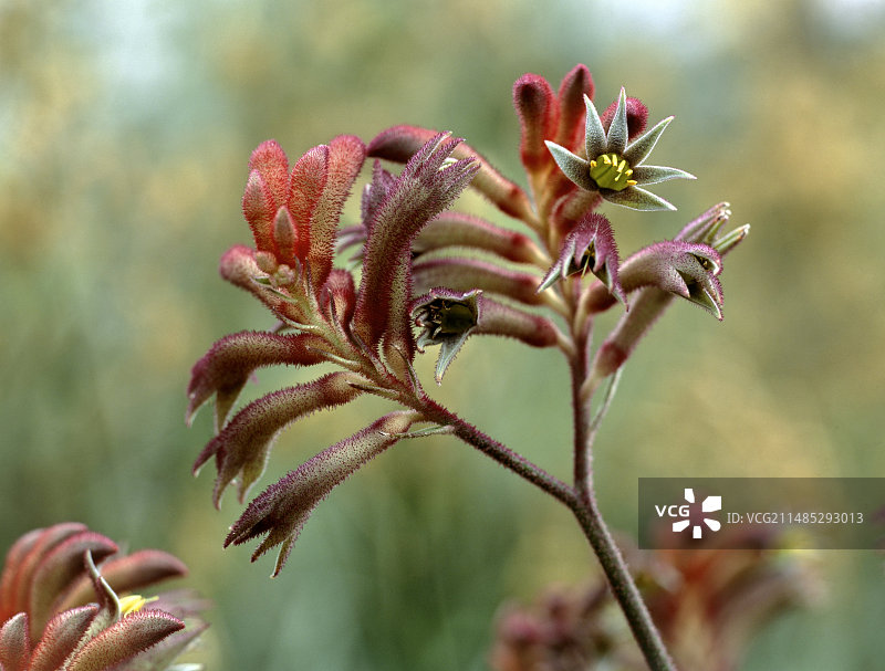 袋鼠爪花图片素材