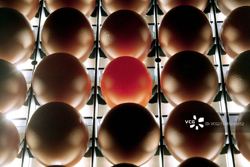 CoqArd 鸡蛋图片素材
