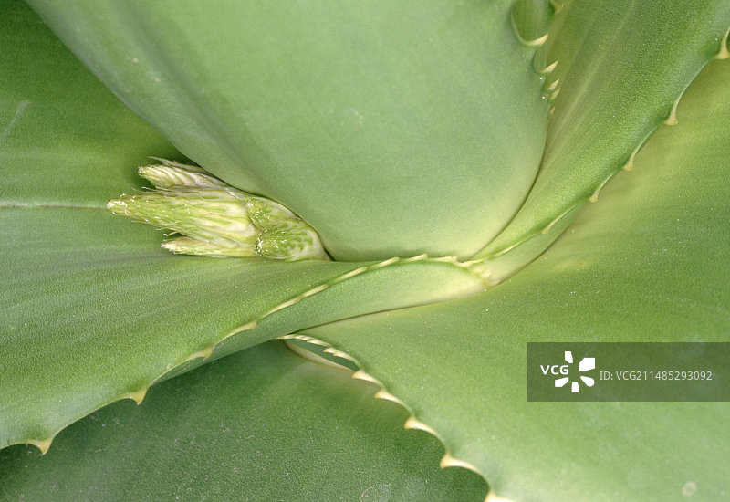 扇形芦荟的新花蕾图片素材