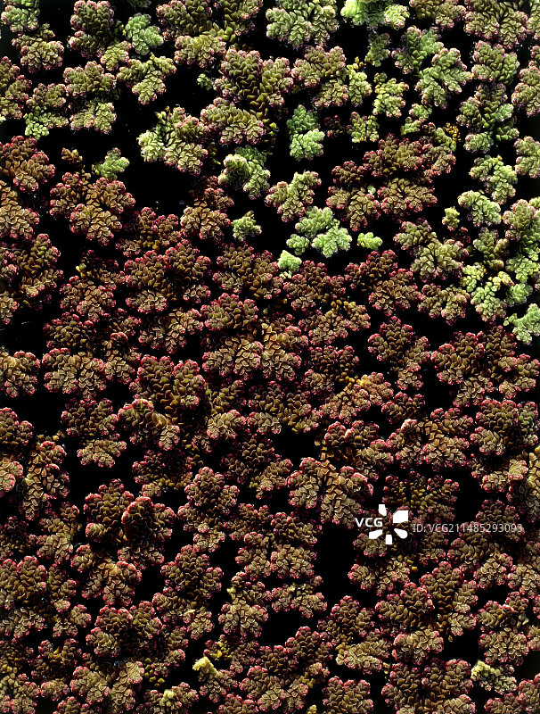 满江红图片素材