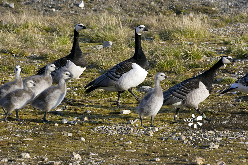 带有雏鸟的白颊黑雁图片素材