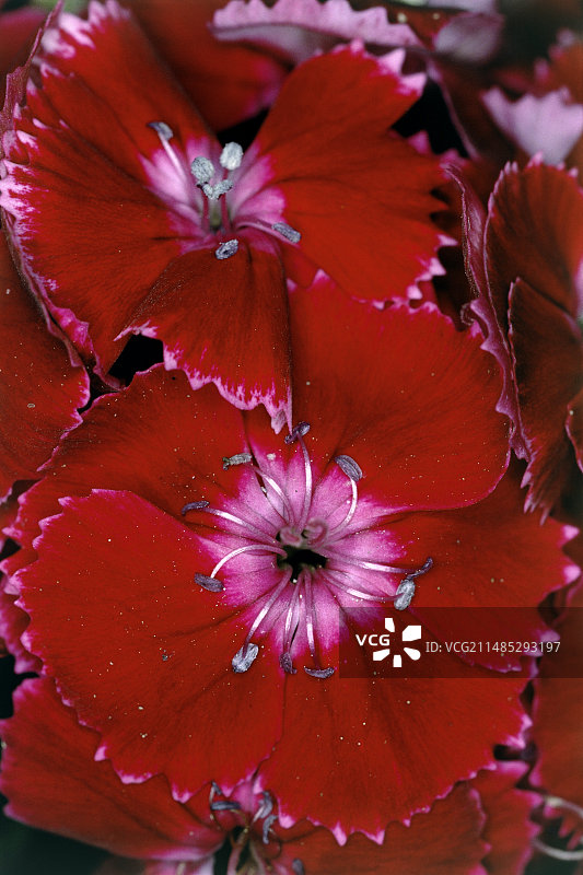 香石竹花图片素材