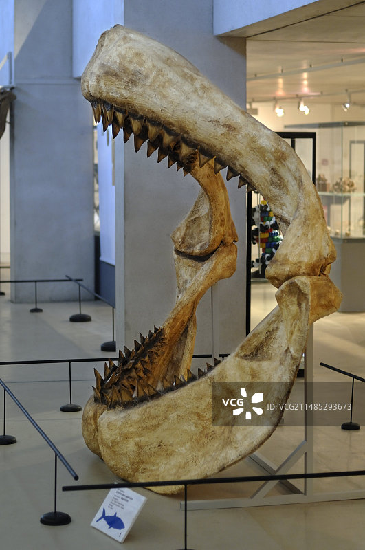 史前鲨鱼颚骨图片素材