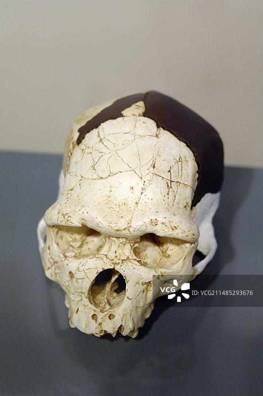 塔韦尔人颅骨图片素材