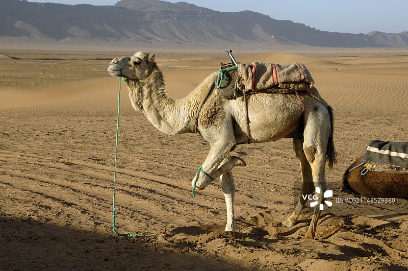 单峰骆驼图片素材