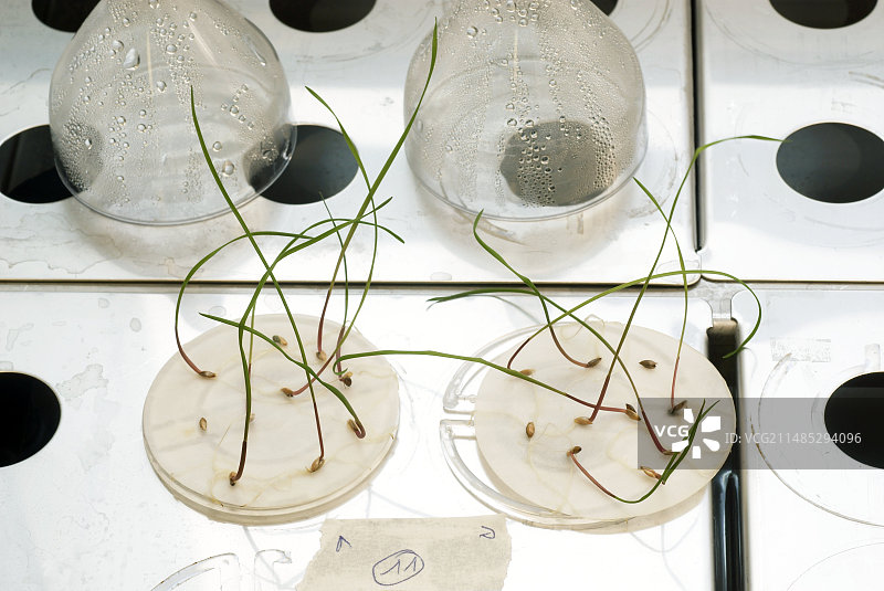 发芽的种子图片素材