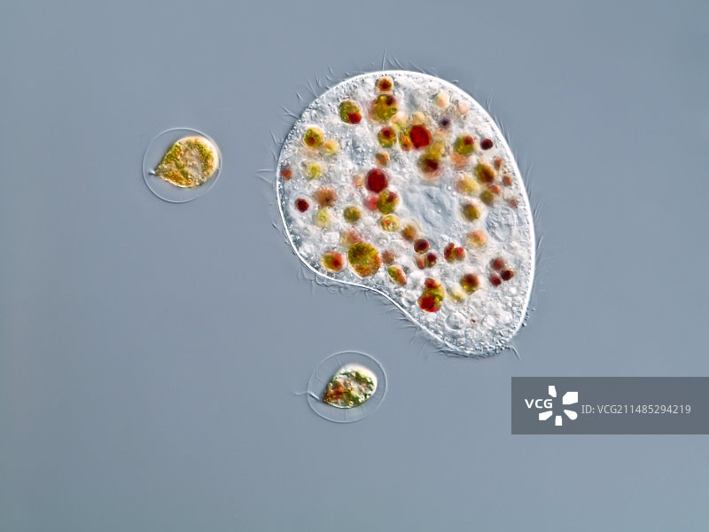 纤毛原生动物显微照片图片素材