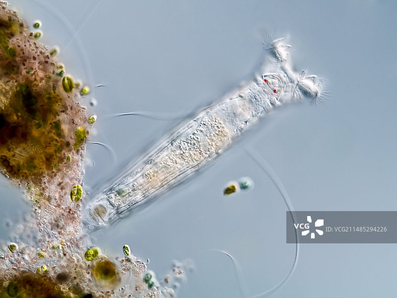 晶囊轮虫显微照片图片素材