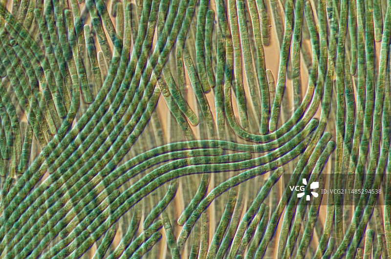 颤藻蓝藻显微图像图片素材